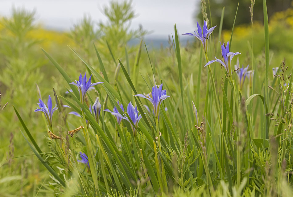 Изображение особи Iris oxypetala.