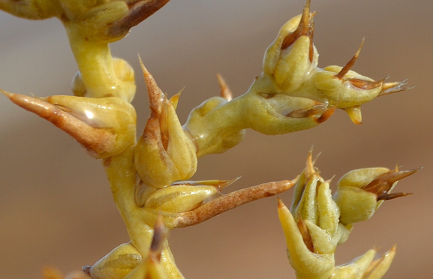 Image of Halimocnemis sclerosperma specimen.