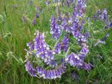 Vicia villosa