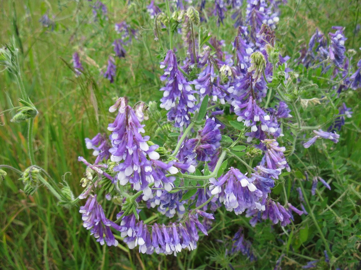 Изображение особи Vicia villosa.