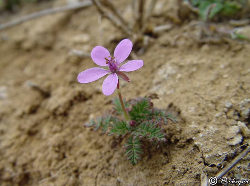 Изображение особи Erodium cicutarium.