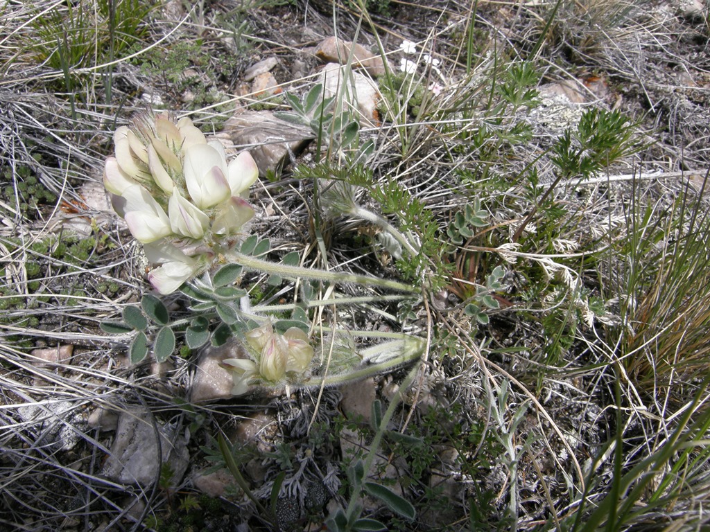 Image of Hedysarum turczaninovii specimen.