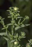 genus Symphyotrichum
