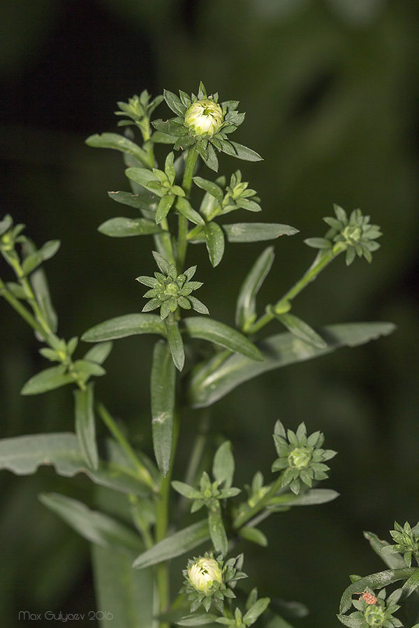 Image of genus Symphyotrichum specimen.