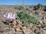 Astragalus pallasii. Цветущее растение. Казахстан, Сев. Тянь-Шань, плато Сюгаты, щебнистый участок нагорной пустыни. 25 мая 2016 г.