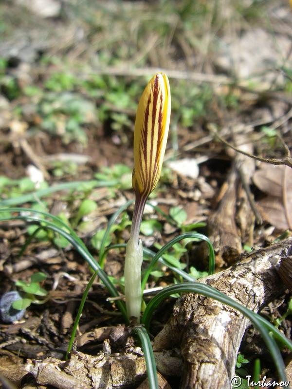 Изображение особи Crocus angustifolius.