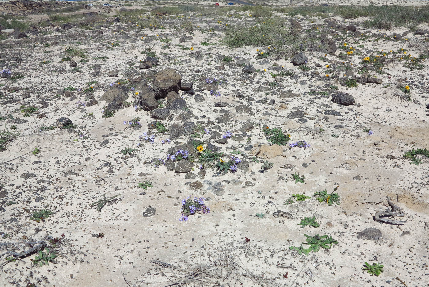 Image of Matthiola fruticulosa var. bolleana specimen.