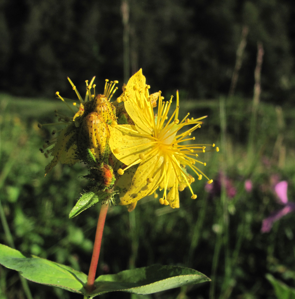 Изображение особи Hypericum bithynicum.