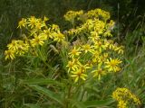 Senecio sarracenicus