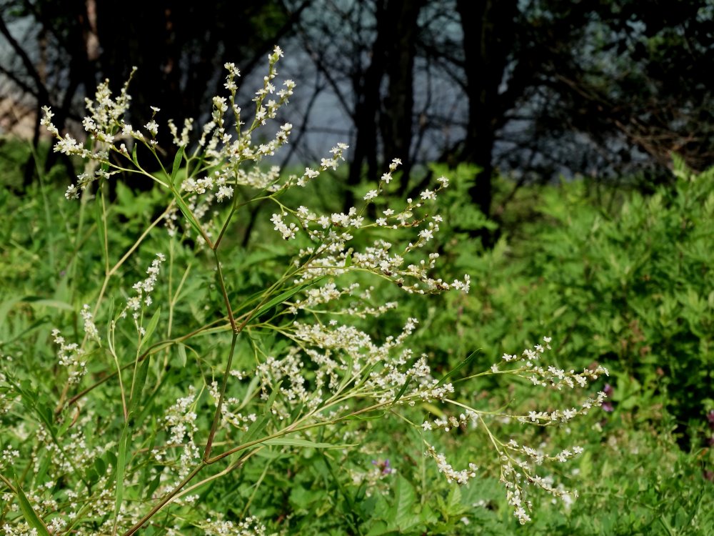 Изображение особи Aconogonon divaricatum.