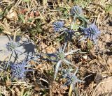 Eryngium caeruleum