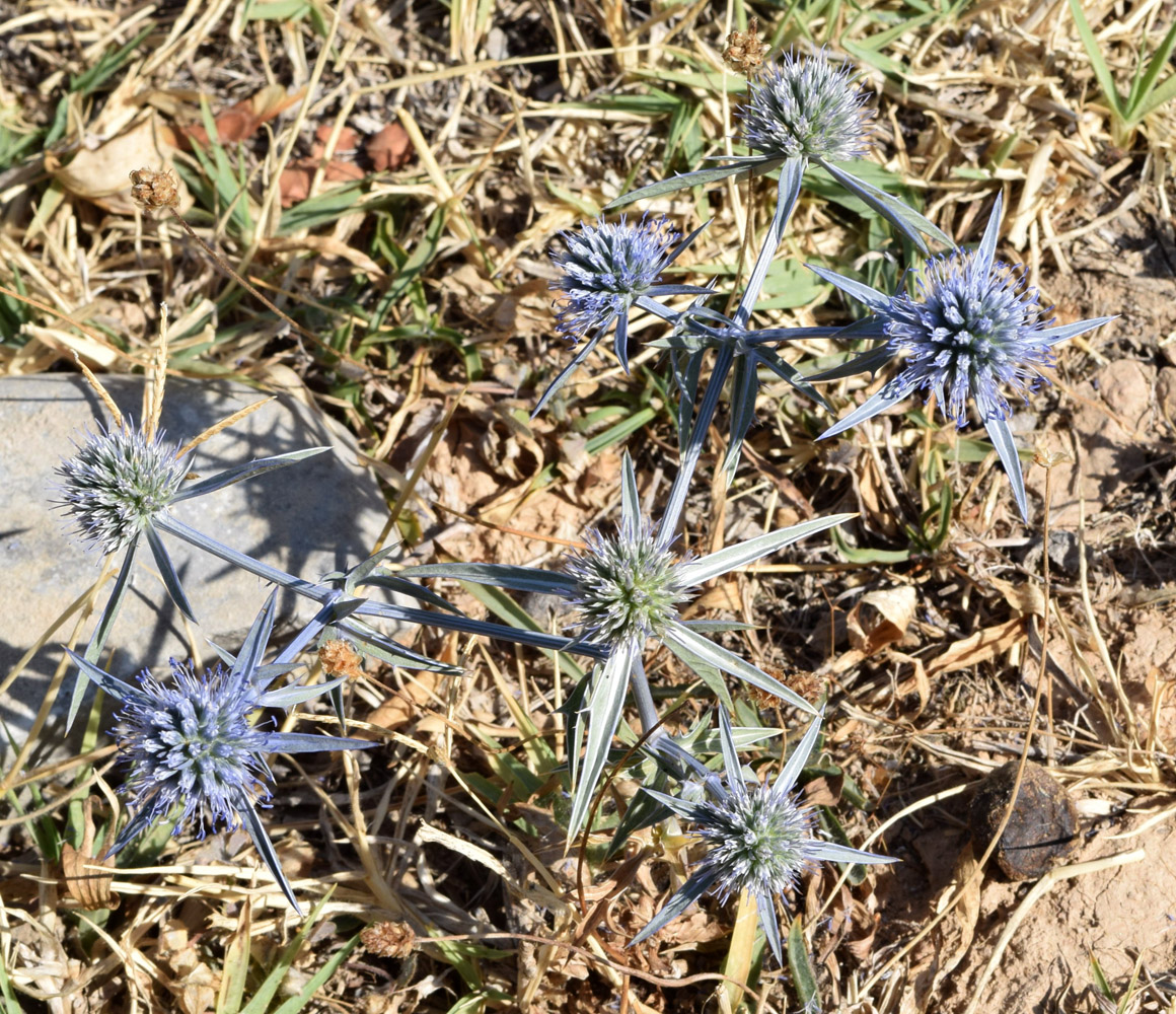 Image of Eryngium caeruleum specimen.