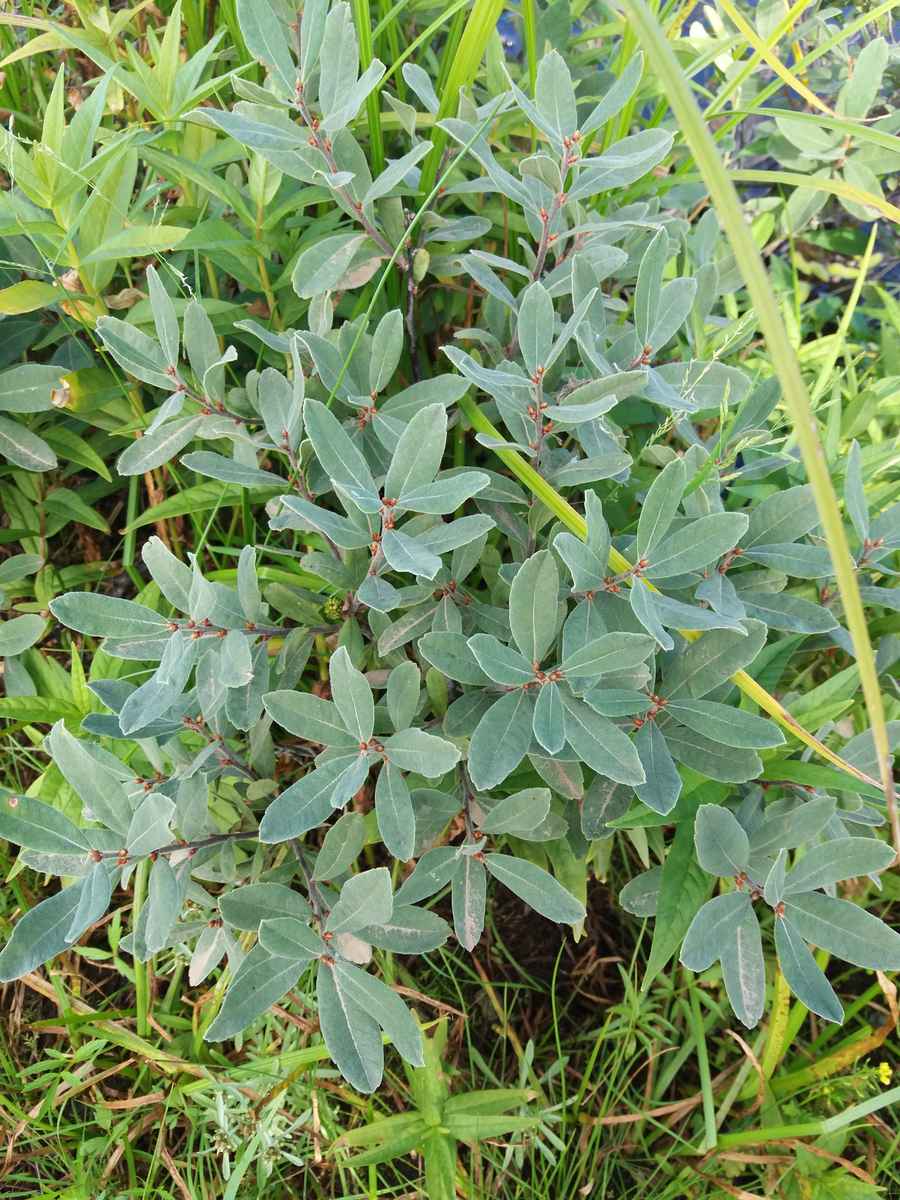 Image of Myrica tomentosa specimen.