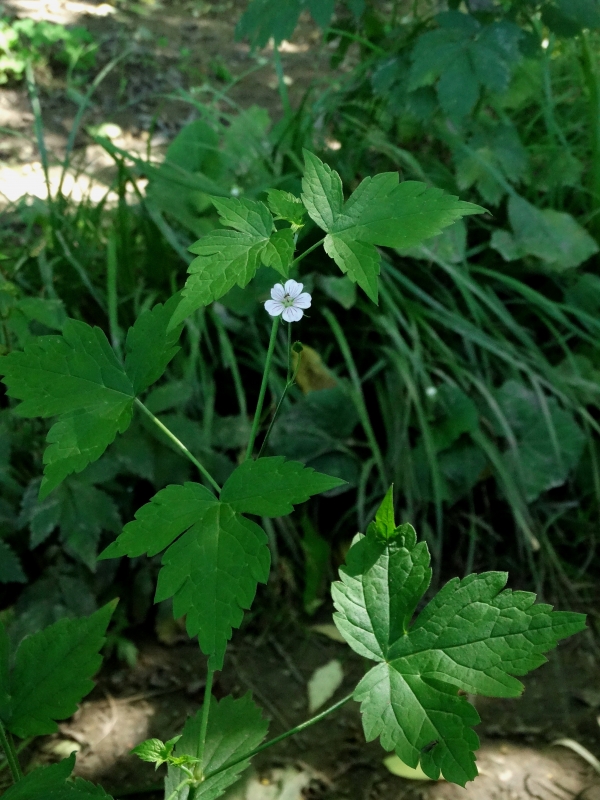 Image of Geranium wilfordii specimen.