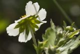 Fragaria vesca