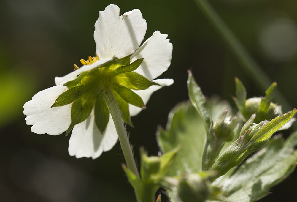 Image of Fragaria vesca specimen.