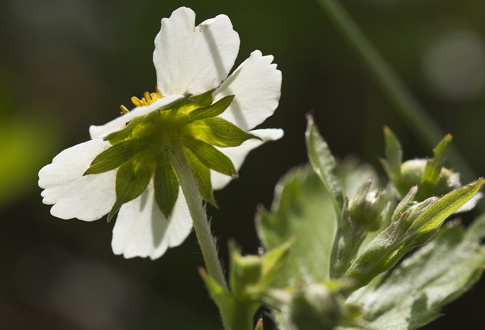 Изображение особи Fragaria vesca.