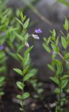 Polygala sibirica. Цветущее растение. Приморский край, окр. г. Находка, известняковый каменистый склон. 19.06.2016.