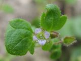 Veronica sublobata