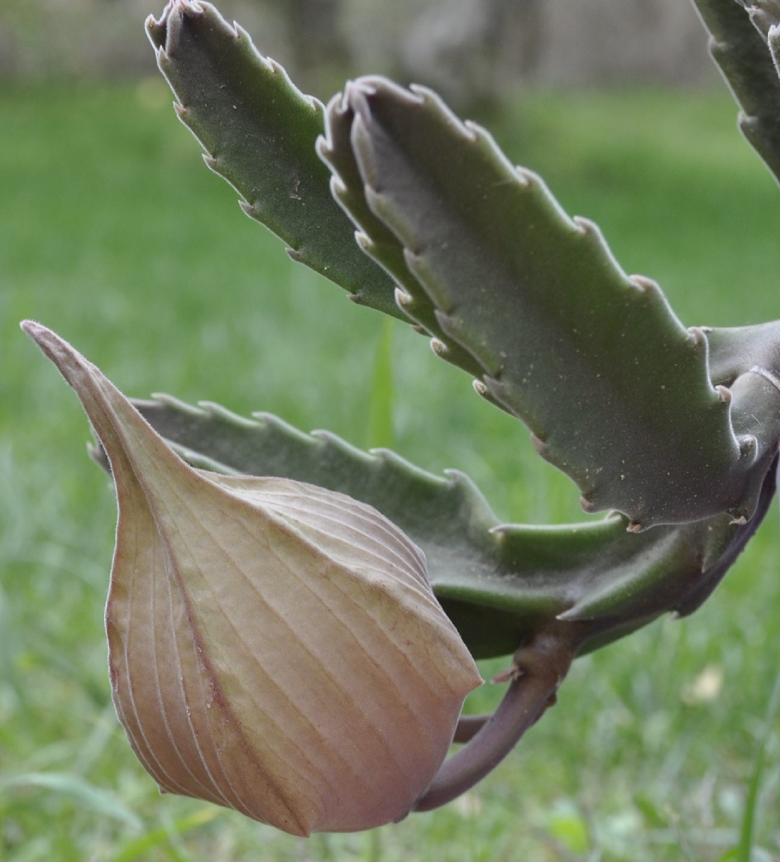 Изображение особи Stapelia gigantea.