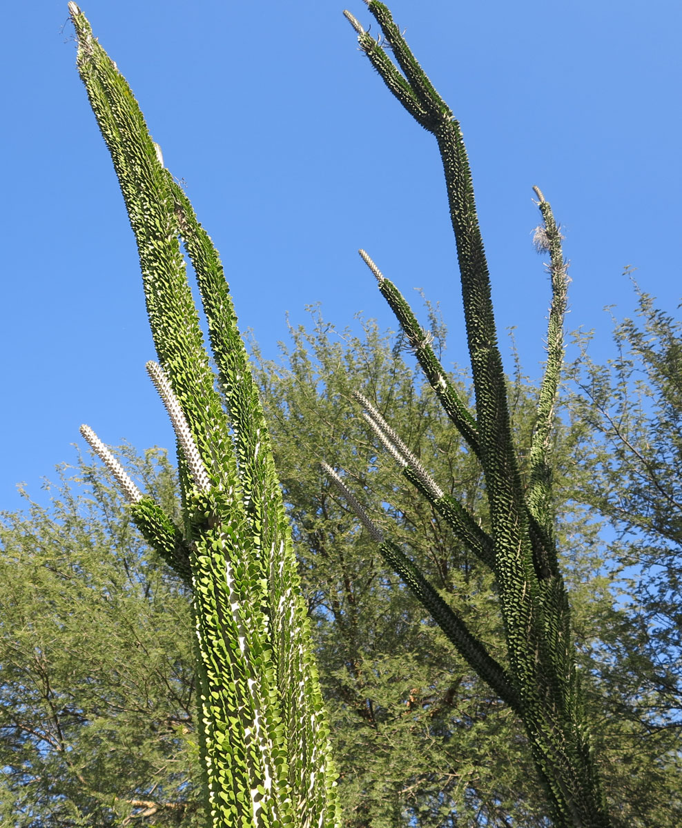 Image of Alluaudia ascendens specimen.