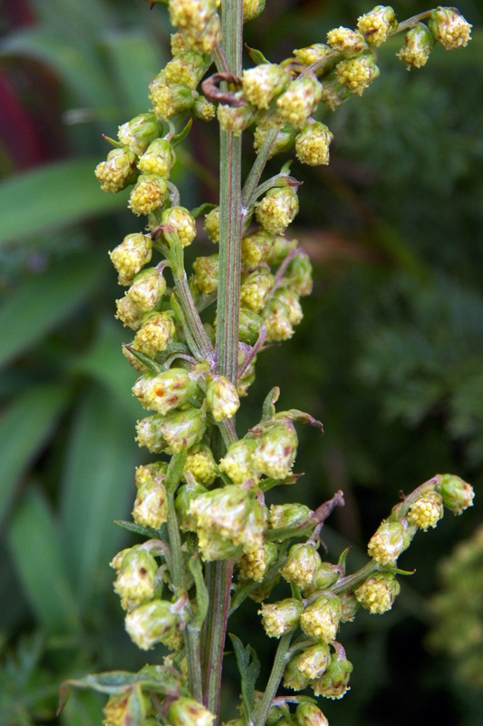 Image of Artemisia gmelinii specimen.