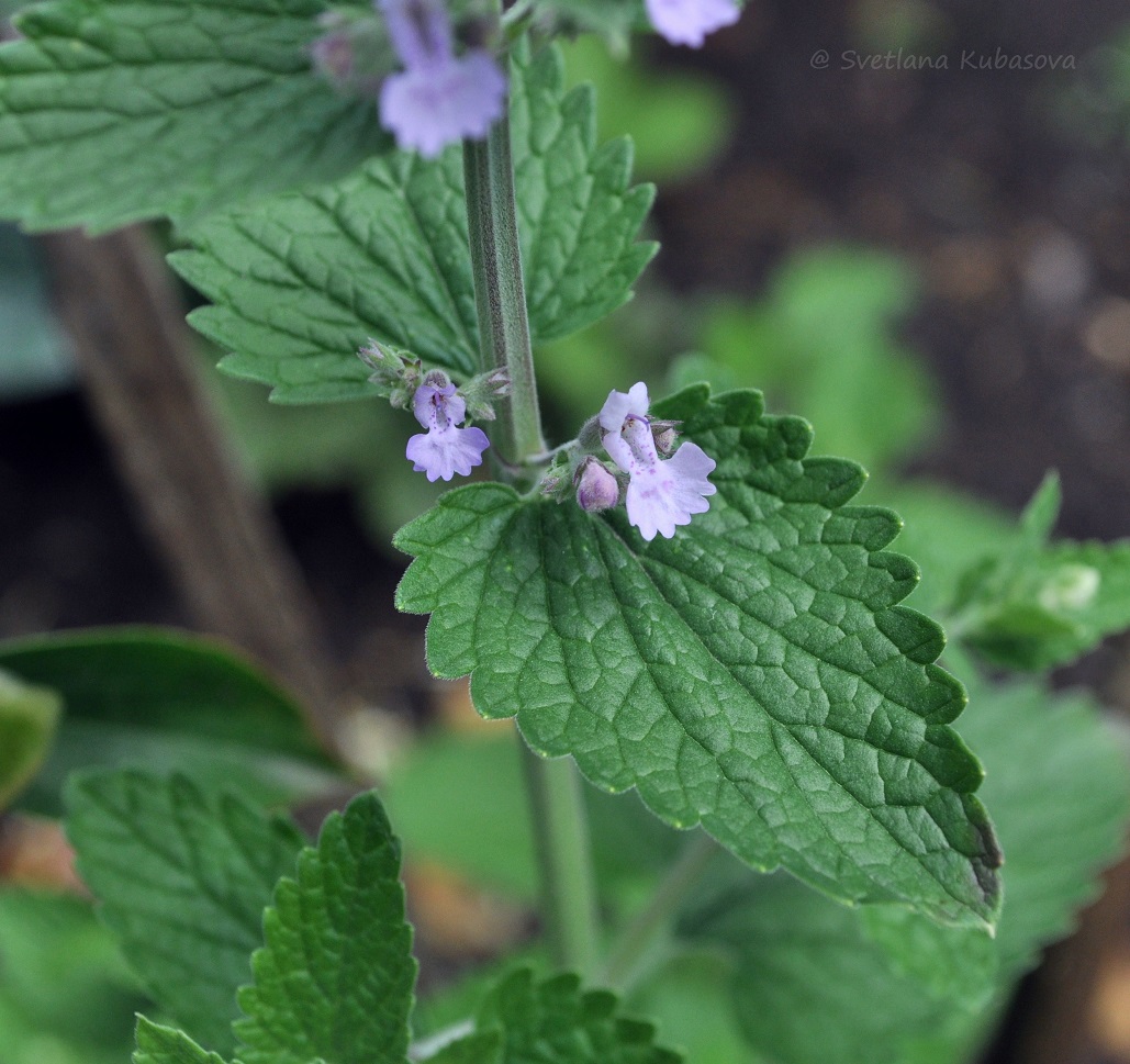 Изображение особи род Nepeta.