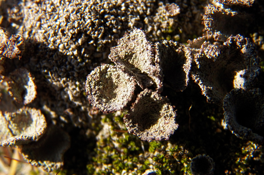 Изображение особи Cladonia pyxidata.