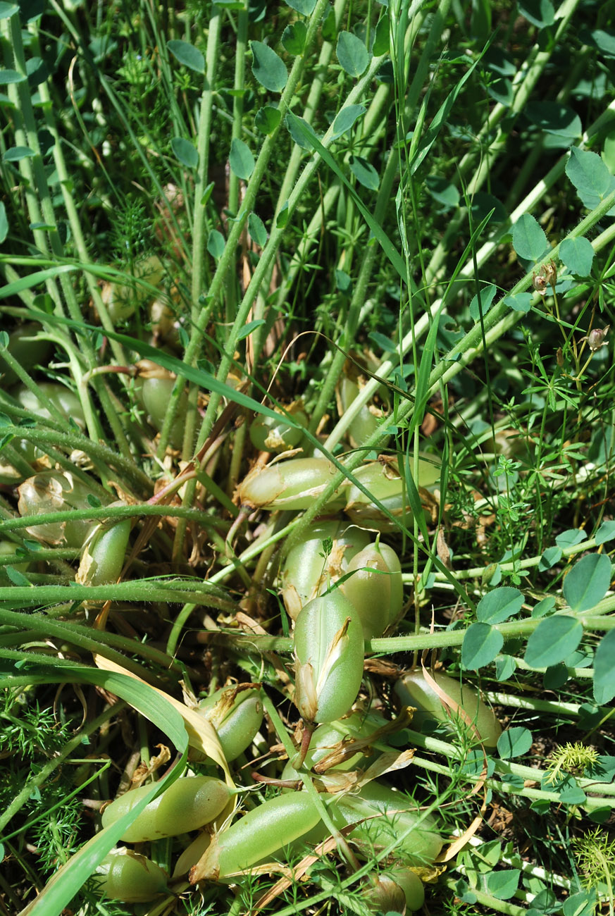 Image of Astragalus macronyx specimen.