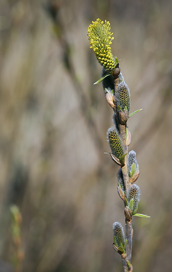 Image of Salix cinerea specimen.