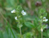 Euphrasia hirtella