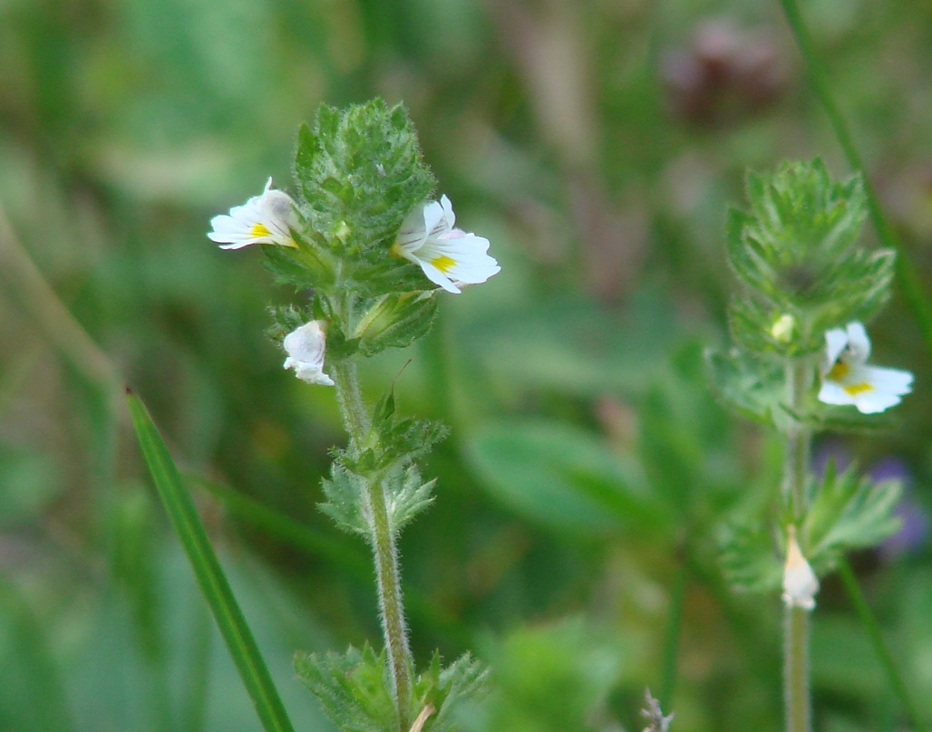 Изображение особи Euphrasia hirtella.