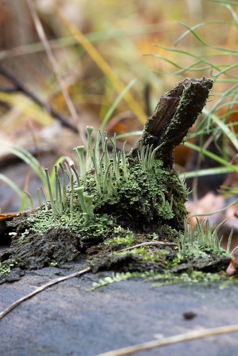 Изображение особи Cladonia chlorophaea.