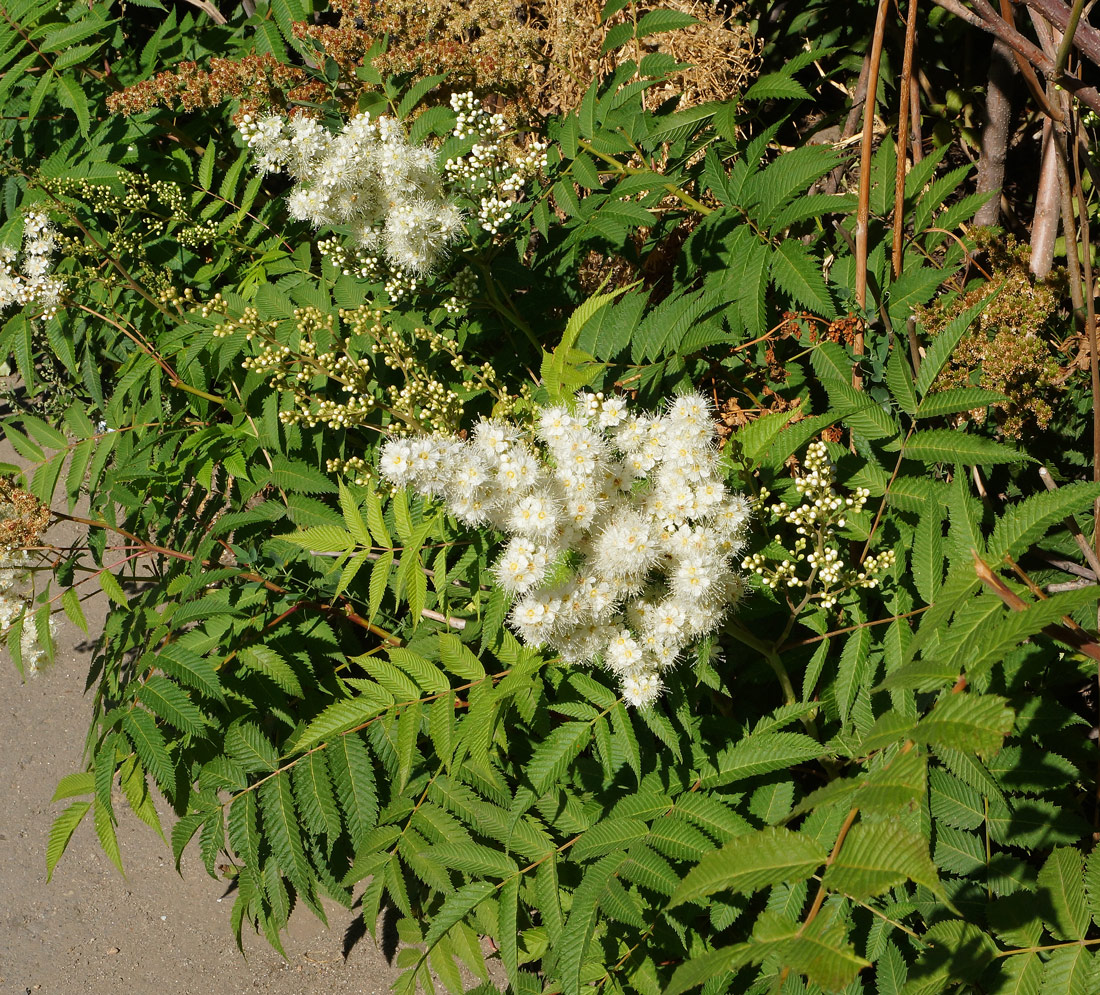 Image of Sorbaria sorbifolia specimen.