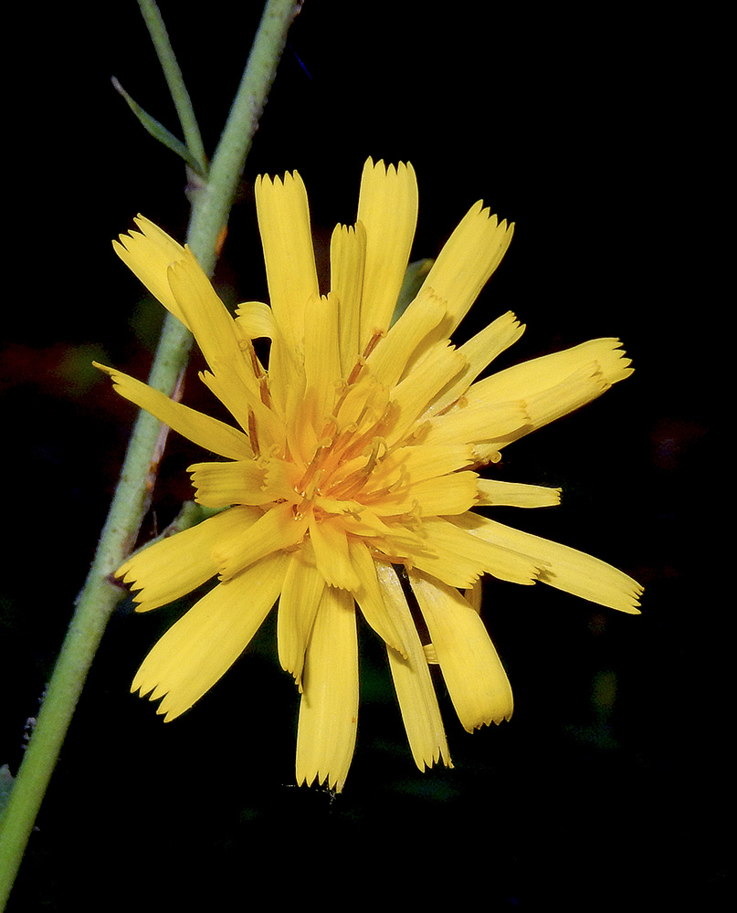 Изображение особи Hieracium scabiosum.