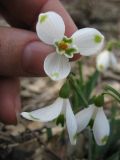 Galanthus caucasicus