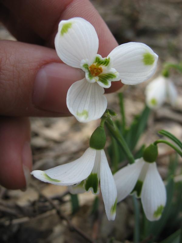 Изображение особи Galanthus caucasicus.