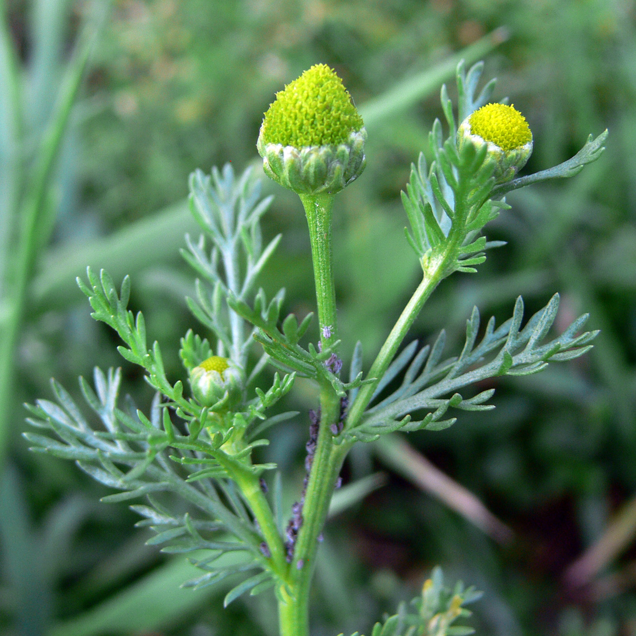 Image of Matricaria discoidea specimen.