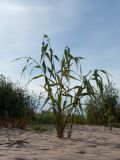 Phragmites australis. Молодое вегетирующее растение. Ленинградская обл., Кингисеппский р-н, окр. пос. Новое Гарколово, побережье Финского залива, береговой вал у впадения реки в залив. 28.08.2016.