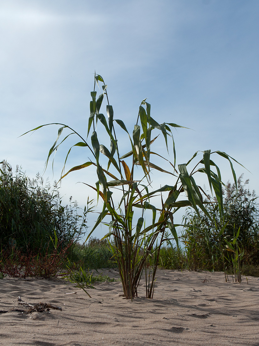 Image of Phragmites australis specimen.