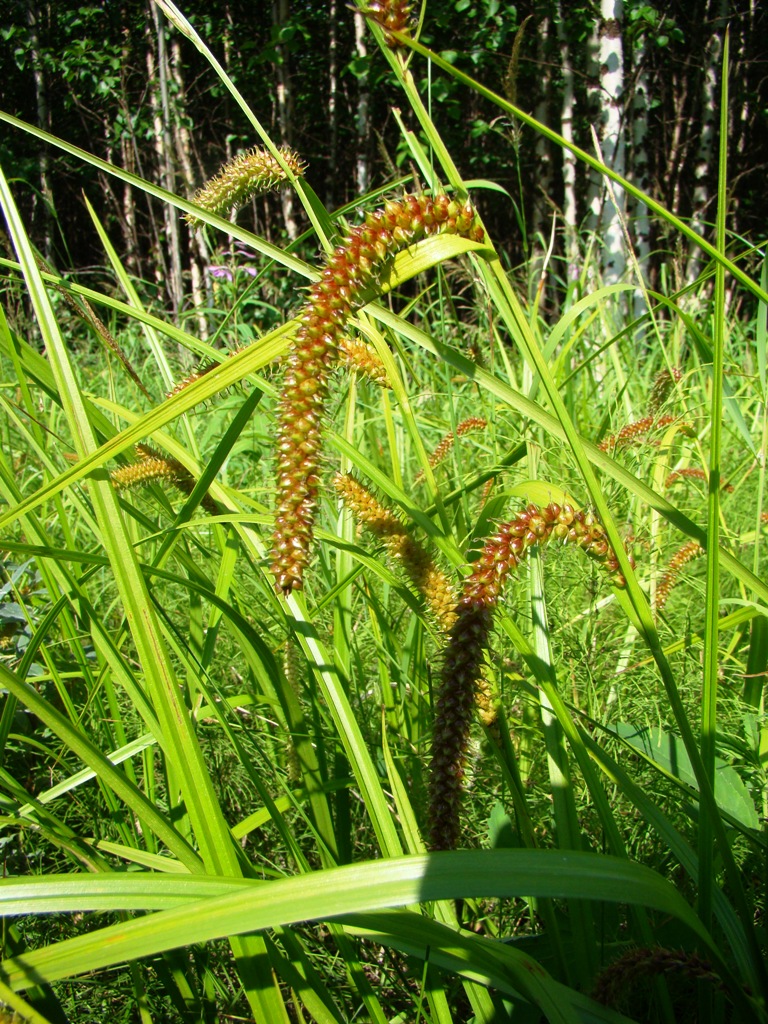 Image of Carex rhynchophysa specimen.