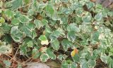 Hedera algeriensis разновидность variegata. Вегетирующее растение (сорт 'Gloire de Marengo'). Черноморское побережье Кавказа, г. Сочи, Лазаревский р-н, микр. Уч-Дере, Субтропический Ботанический Сад Кубани, в культуре. 11 декабря 2014 г.