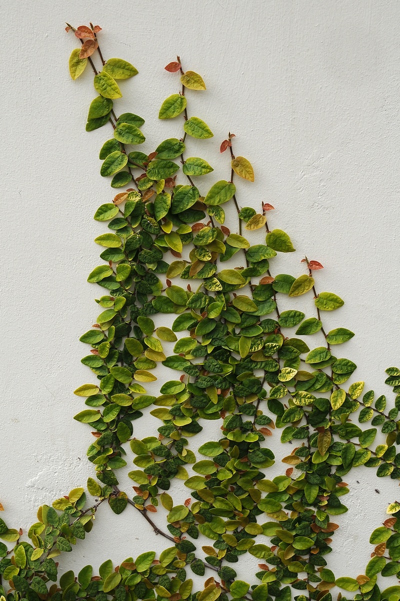 Изображение особи Ficus pumila.