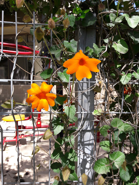Image of Thunbergia gregorii specimen.