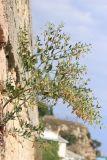 Zygophyllum fabago