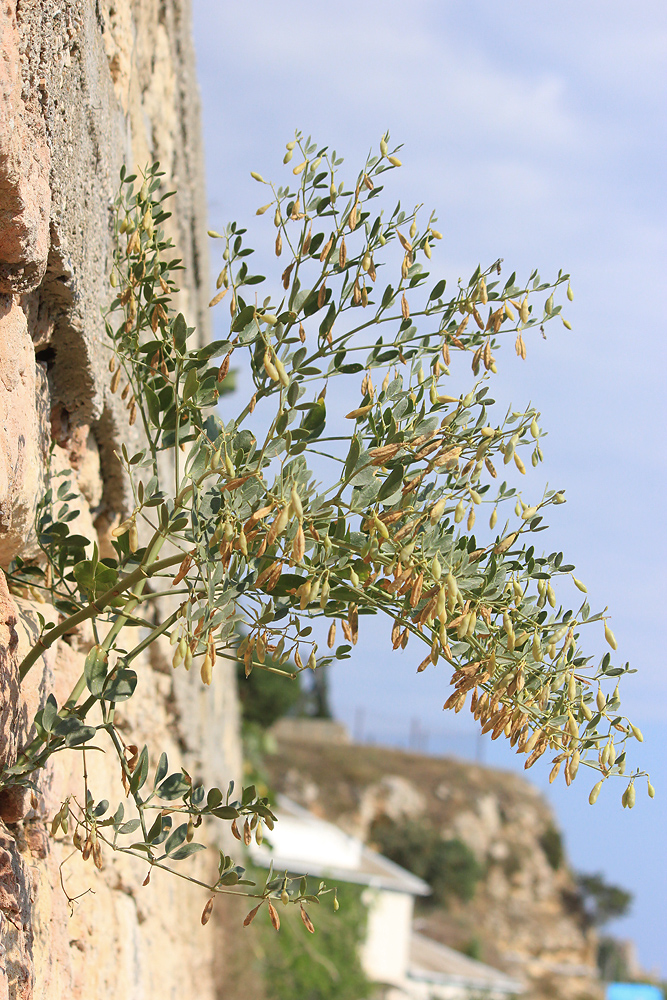 Image of Zygophyllum fabago specimen.