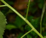 Turnera ulmifolia. Часть побега с основаниями листьев. Таиланд, о-в Пхукет, ботанический сад. 16.01.2017.
