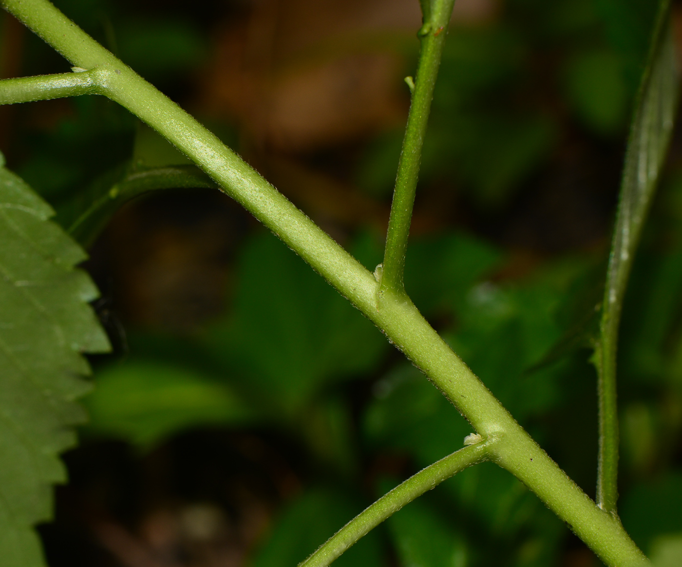 Изображение особи Turnera ulmifolia.