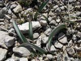 Tulipa sylvestris