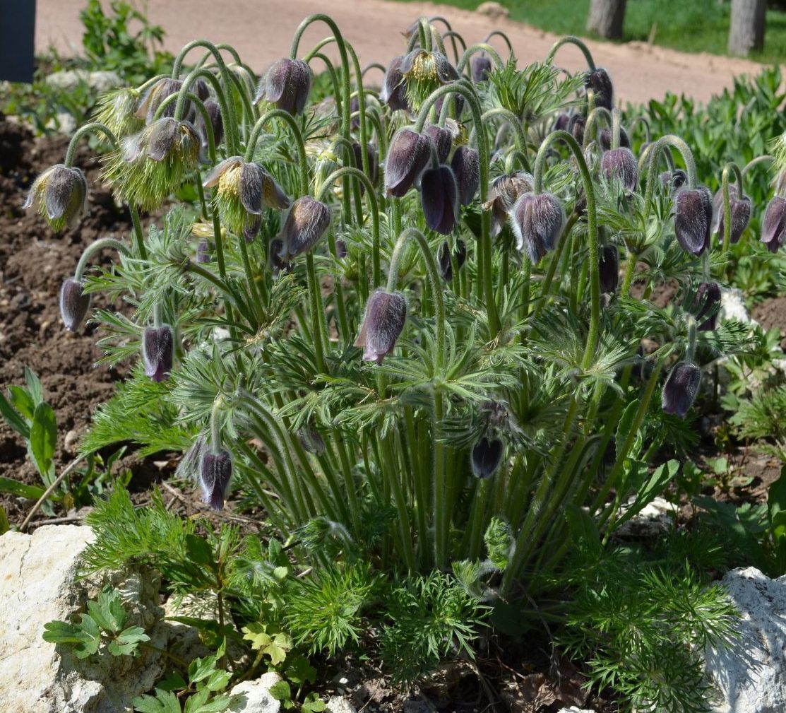 Image of Pulsatilla pratensis specimen.